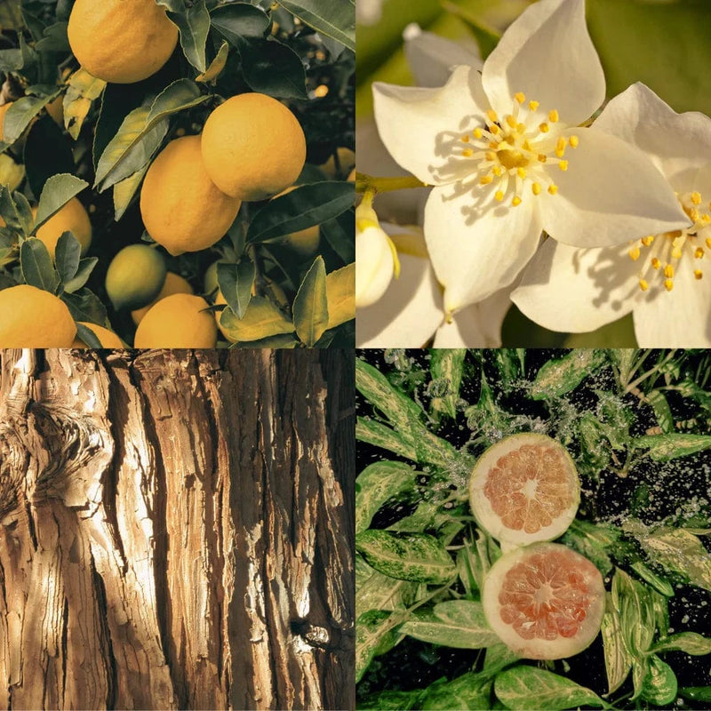 Raaw Alchemy Perfume Oil - No Vacancy